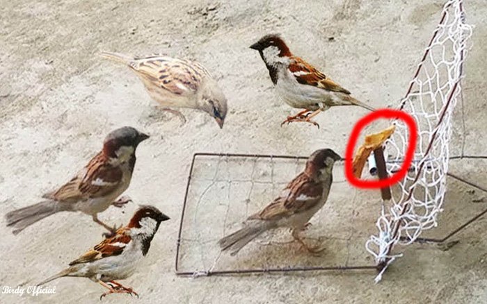 Pragati Sparrow Netting