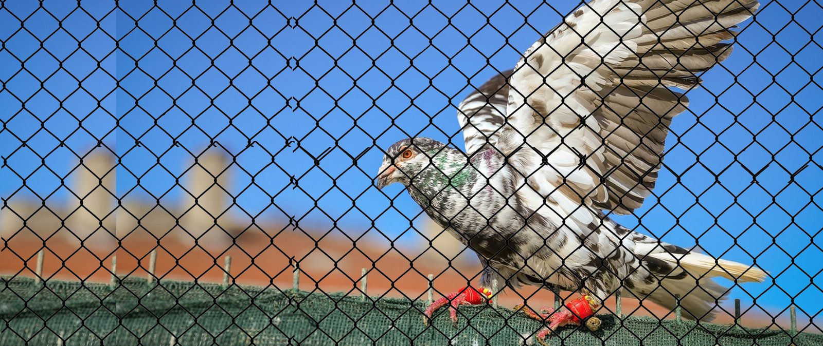 Pragati Bird Netting Services